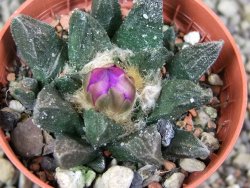 Ariocarpus scapharostrus hrubá forma, pot 5,5 cm - 12400459