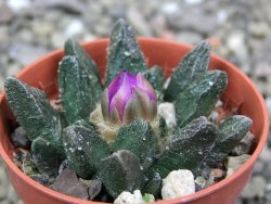 Ariocarpus scapharostrus hrubá forma, pot 5,5 cm - 12400461