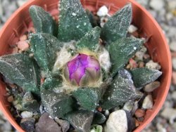 Ariocarpus scapharostrus hrubá forma, pot 5,5 cm - 12400462