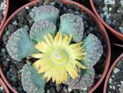 Titanopsis calcarea květináč 5,5 cm