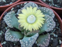 Titanopsis calcarea květináč 5,5 cm - 12412380