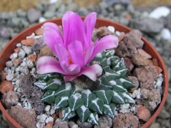 Ariocarpus kotschoubeyanus sladkovskii Rio Verde pot 6,5 cm