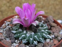 Ariocarpus kotschoubeyanus sladkovskii Rio Verde pot 6,5 cm - 12400502