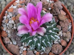 Ariocarpus kotschoubeyanus sladkovskii Rio Verde pot 6,5 cm - 12400503