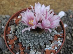 Ariocarpus kotschoubeyanus albiflorus Tula pot 6,5 cm