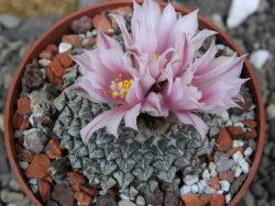 Ariocarpus kotschoubeyanus albiflorus Tula pot 6,5 cm - 12400517