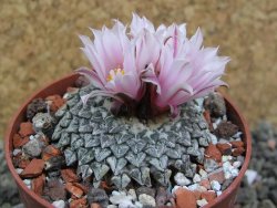 Ariocarpus kotschoubeyanus albiflorus Tula pot 6,5 cm - 12400518
