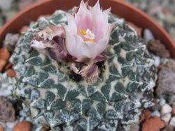 Ariocarpus kotschoubeyanus albiflorus Tula pot 6,5 cm - 12400519
