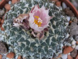 Ariocarpus kotschoubeyanus albiflorus Tula pot 6,5 cm - 12400520