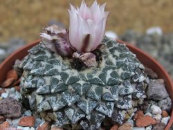 Ariocarpus kotschoubeyanus albiflorus Tula pot 6,5 cm