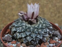 Ariocarpus kotschoubeyanus albiflorus Tula pot 6,5 cm - 12400522