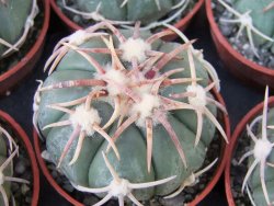Echinocactus horizonthalonius Corazon del Monte pot 5,5 cm
