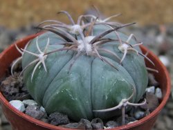 Echinocactus horizonthalonius Huizache 900 m, SLP pot 5,5 cm - 12400671
