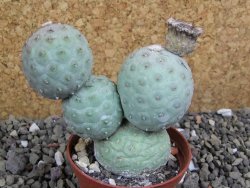 Tephrocactus geometricus pot 7 cm