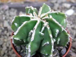 Astrophytum Dinosaur (Fukurio Hannya) pot 5,5 cm