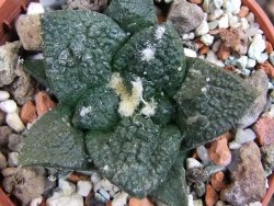 Ariocarpus fissuratus Puertecitos, pot 5,5 cm