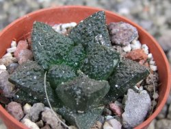 Ariocarpus fissuratus Puertecitos, pot 5,5 cm