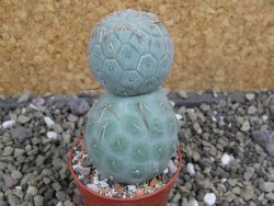 Tephrocactus geometricus pot 5,5 cm