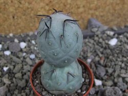 Tephrocactus geometricus pot 5,5 cm