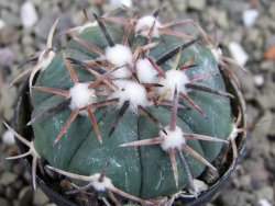 Echinocactus horizonthalonius La Trinidad, SLP pot 5,5 cm - 12400770