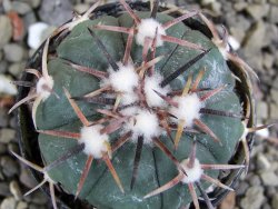 Echinocactus horizonthalonius La Trinidad, SLP pot 5,5 cm - 12400771