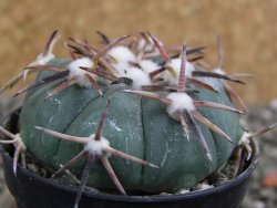 Echinocactus horizonthalonius La Trinidad, SLP pot 5,5 cm - 12400772