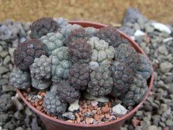 Puna bonniae pot 6,5 cm