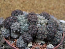 Puna bonniae pot 6,5 cm - 12400823