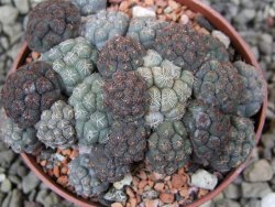 Puna bonniae pot 6,5 cm - 12400824