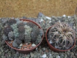 Puna bonniae pot 6,5 cm - 12400825