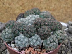 Puna bonniae pot 6,5 cm