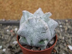 Asrophytum coahuilense Hakuran, pot 5,5 cm