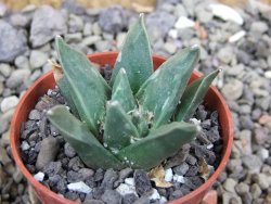 Ariocarpus retusus scapharostroides El Sabinito pot 5,5 IA