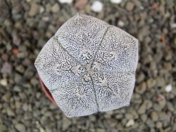 Astrophytum Onzuko pot 5,5 cm