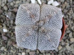 Astrophytum Onzuko quadricostatum pot 5,5 cm