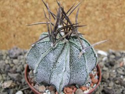 Astrophytum niveum, pot 6,5 cm