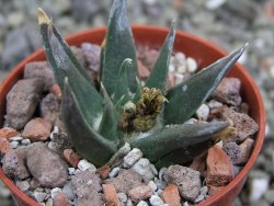 Ariocarpus trigonus horacekii Jaumave, Tam. pot 5,5 cm