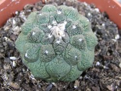 Copiapoa hypogea Lizard skin pot 8,5 cm