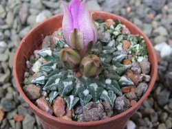 Ariocarpus kotschoubeyanus sladkovskii Rio Verde pot 5,5 cm