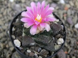 Ariocarpus lloydii pot 5,5 cm