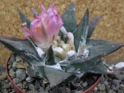 Ariocarpus confusus La Escondida, NL pot 8 cm Cites IA - 12401026