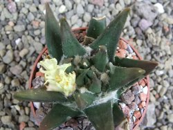 Ariocarpus trigonus elongatus San Antonio 6,5 cm - 12401040