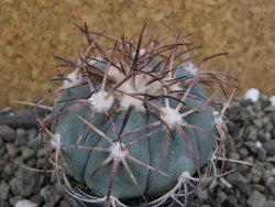 Echinocactus horizonthalonius El Oso pot 5,5 cm - 12401066