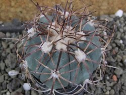 Echinocactus horizonthalonius El Oso pot 5,5 cm - 12401067