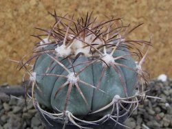 Echinocactus horizonthalonius El Oso pot 5,5 cm - 12401068