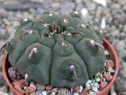 Gymnocalycium vatteri unguispinum, pot 5,5 cm