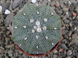 Astrophytum X Super Kabuto pot 5,5 cm