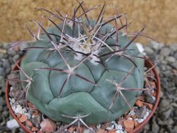 Coryphantha poselgeriana, pot 8 cm