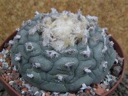 Lophophora fricii Viesca pot 10 cm