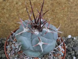 Thelocactus hexaedrophorus MH 133 La Perdida pot 10 cm